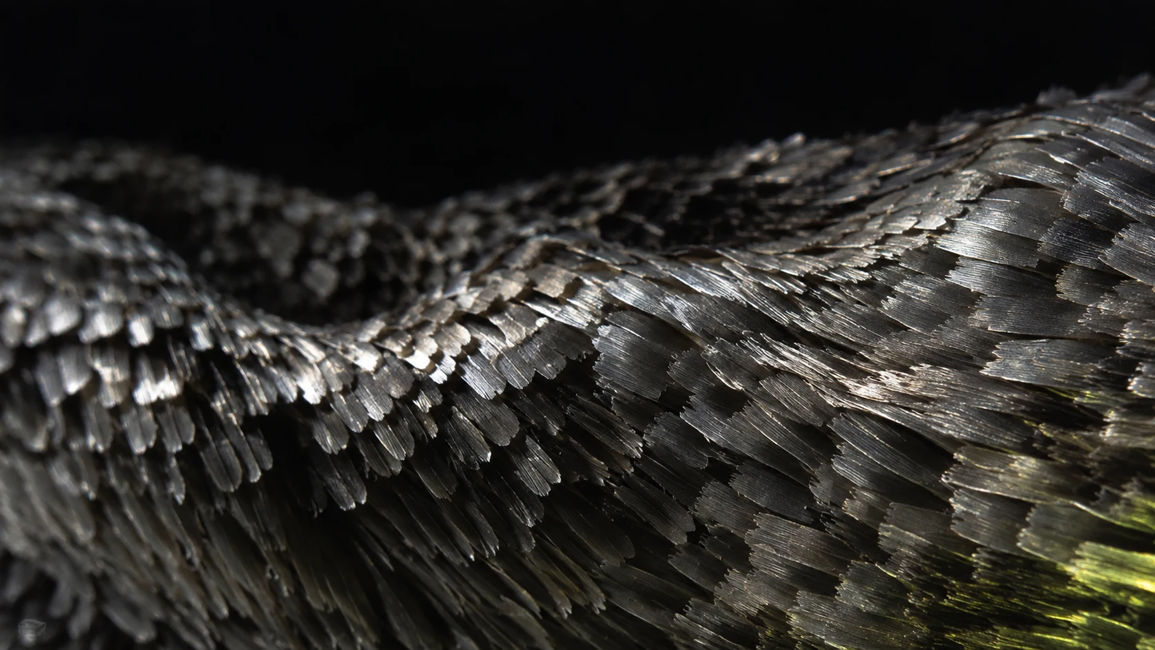 Silver moth wing scales in extreme close-up